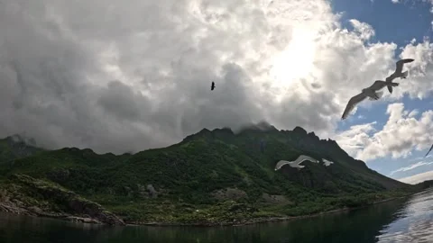 Flock of seagulls and soaring sea eagle in dramatic cloud sky Lofoten Stock-Footage 344453097