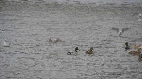 Flock Of Seagulls Are Flying Up Leaving a Water Flapping the Wings Slow Motion Stock Footage 60437720