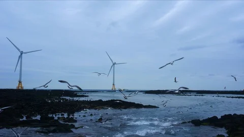 A flock of seagulls are flying over the flowing seawater, Time lapse. Stock Footage 116580983