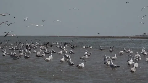 Flock of seagulls on background of water, Stock Footage 229101610