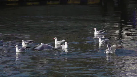 Flock of Seagulls Bathing and Resting in the Sea Stock Footage 161088702
