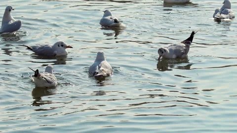 Flock of Seagulls Bathing and Resting in Sea Water Stock Footage 262105460