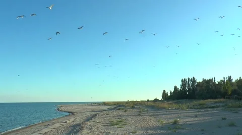 A flock of seagulls on the beach flying on camera Stock Footage 53242605