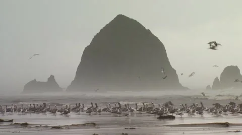 Flock of seagulls on beach Video stock 54593246