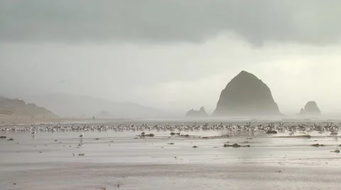 Flock of seagulls on beach Stock Footage 54593253