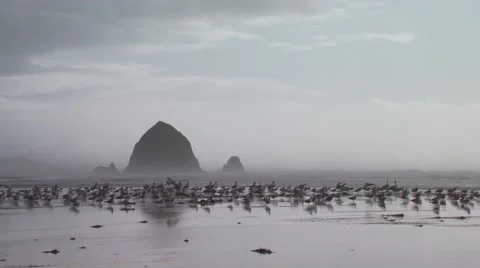 Flock of seagulls on beach Stock Footage 54593264