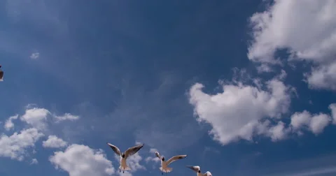 A Flock of Seagulls on the Beach Stock Footage 67468250