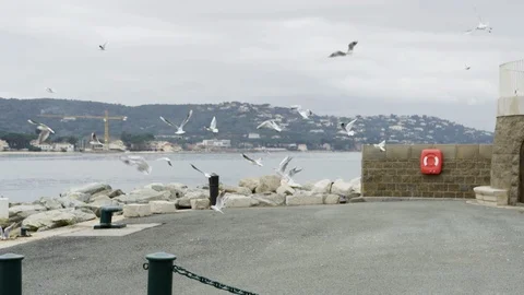 Flock of seagulls on beach Stock-Footage 86563668