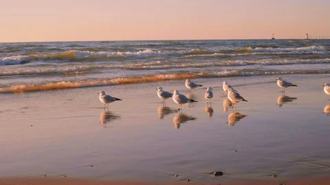 Flock Of Seagulls On The Beach Stock Footage 120356347