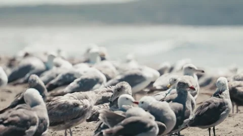 Flock of seagulls at a beach Stock Footage 280093092