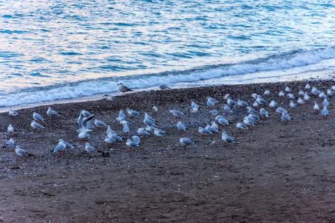 Flock of the seagulls  on the beach Stock Photos