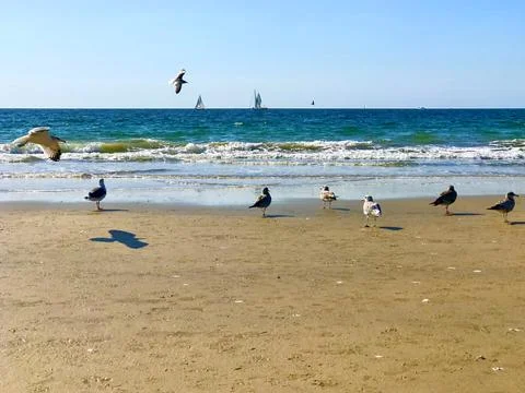 A flock of seagulls on the beach Foto stock