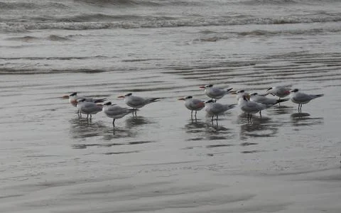 A Flock of Seagulls on the Beach 스톡 사진