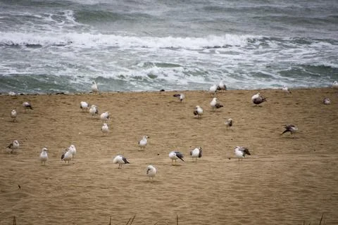 Flock of seagulls on the beach Stock-Fotos