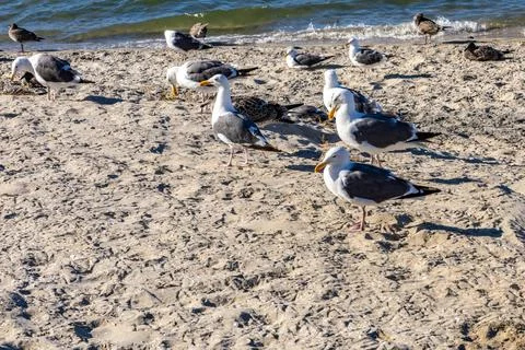 A flock of seagulls on the beach Foto stock