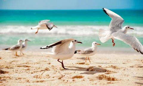 Flock Of Seagulls On The Beach Stock Photos
