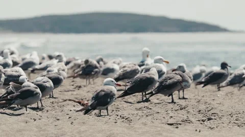Flock of seagulls on a beach in summer Stock Footage 280093080