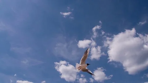 Flock of Seagulls in the Blue Sky HD Pro Video stock 70973556