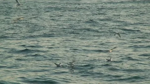 Flock of Seagulls on the Bosphorus Stock Footage 50979549