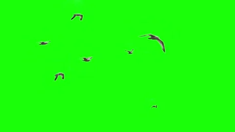 Flock of seagulls on chroma key Stock-Footage 133732709