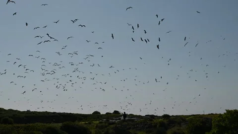 Flock of Seagulls Circling Waste Dump in Cape Town Stock Footage 340213178