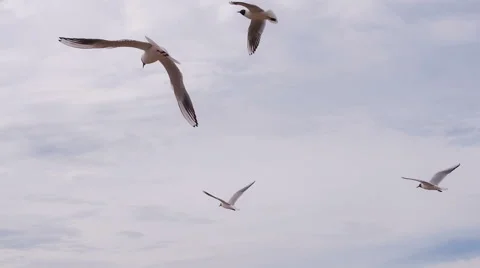 Flock of Seagulls in the Cloudy Sky HD Pro Stock Footage 68378950