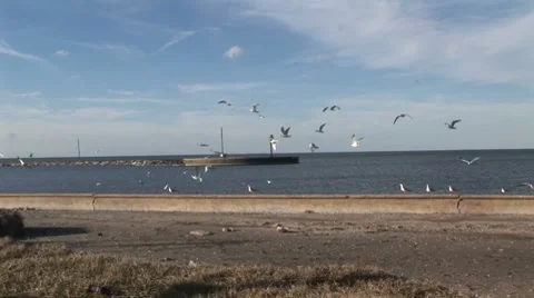 Flock of seagulls on the coast Stock Footage 8608451