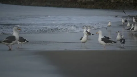 Flock of seagulls on the coast slow motion Stock Footage 64228223