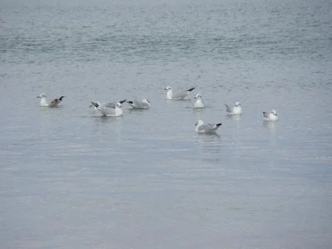 A flock of seagulls dancing on the waves Stock-Fotos
