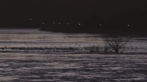 A flock of seagulls at dawn 스톡 동영상 22018531