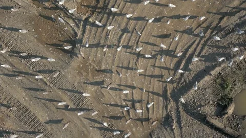 Flock Of Seagulls On Dry Land Stock Footage 249932373