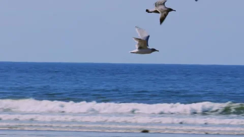 Flock of Seagulls Elegantly Flying in Slow Motion Across Rhossili Bay Beach Stock Footage 287192336