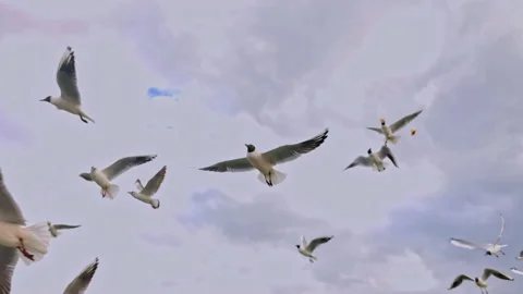 Flock of Seagulls Feeding Bread in a Cloudy Sky in Spring 1 Stock Footage 236254989