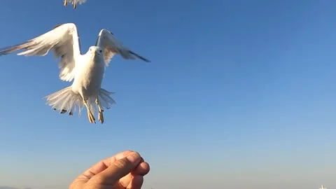 A flock of seagulls feeding during a ferry trip to the island of Thassos Stock Footage 295322334