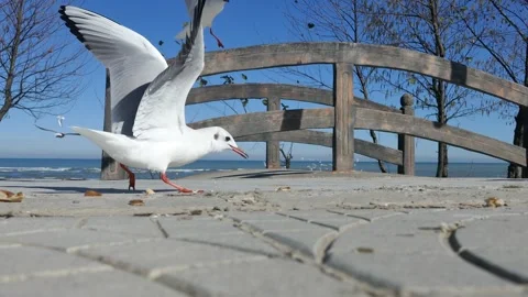 Flock of seagulls feeding on scattered bread others fly over wooden bridge Stock Footage 318683895