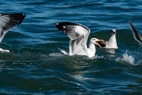 Flock of seagulls fighting while on water over food. Seagulls in action while Stock Photos
