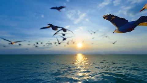 A flock of seagulls flew towards the sun Stock Footage 193986874