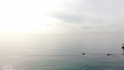 Flock of seagulls flies above tranquil sea in early morning Video stock 150819036