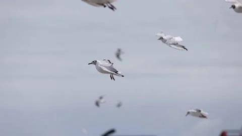 A flock of seagulls flies against the wind on the coast of the Baltic Sea Stock Footage 202071399