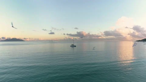 A flock of seagulls flies Stock Footage 154959851