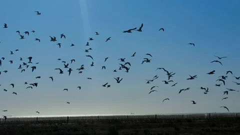 A flock of seagulls flies Stock Footage 332752940
