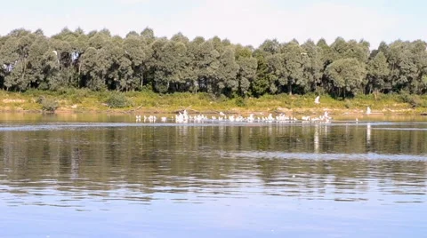 A flock of seagulls flies over the river Stock Footage 53812388