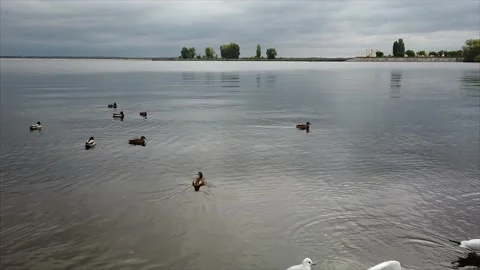 A flock of seagulls flies over the river bank. the copter shoots birds flying Vídeos de archivo 143741452