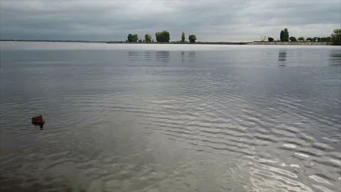A flock of seagulls flies over the river bank. the copter shoots birds flying Stock Footage 143741586