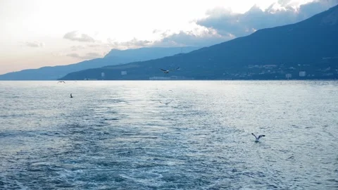 A flock of seagulls flies over the ship, circling over the waves. Stock Footage 287588917