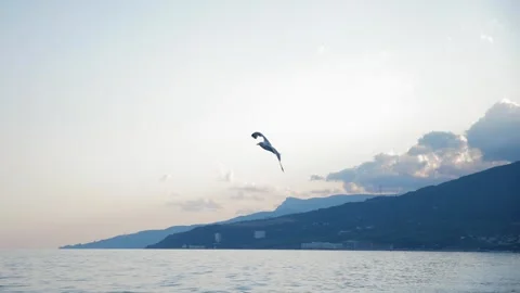 A flock of seagulls flies over the ship, circling over the waves. Stock Footage 333246395