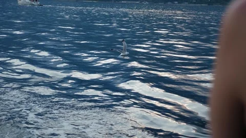 A flock of seagulls flies over the ship, circling over the waves. Stock Footage 334120764