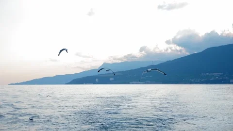 A flock of seagulls flies over the ship, circling over the waves. Stock Footage 335681215