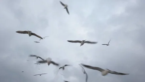 Flock of Seagulls in Flight Stock Footage 125849023