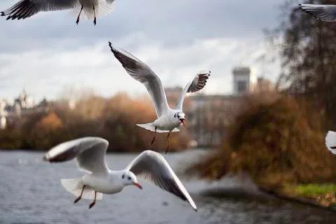Flock of seagulls in flight Stock Photos